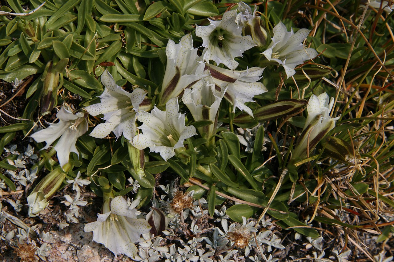 Gentiana algida