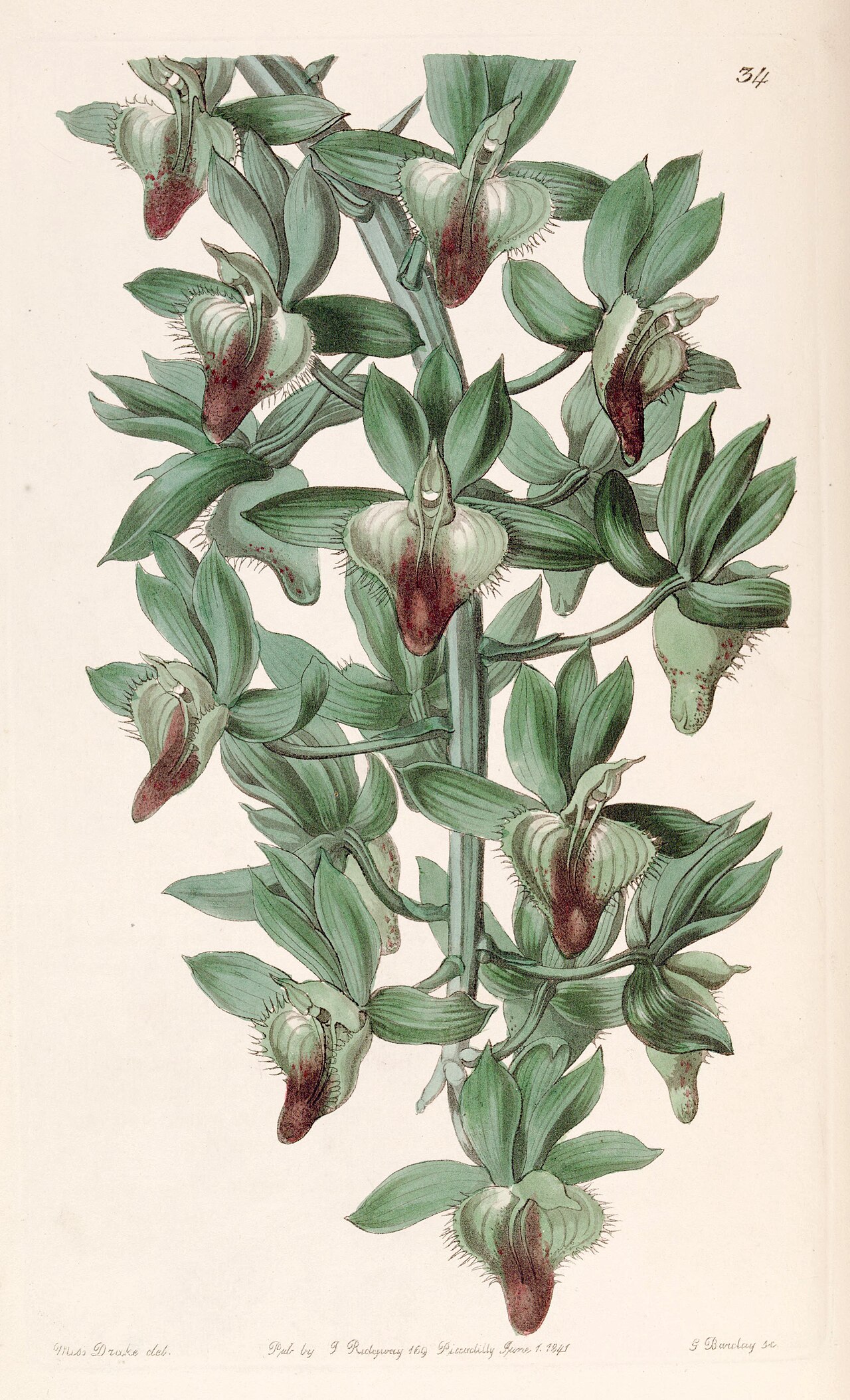 Catasetum socco