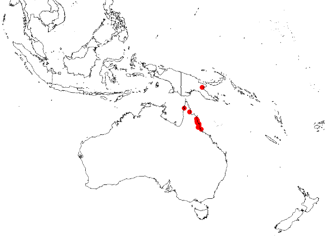 Decaisnina congesta