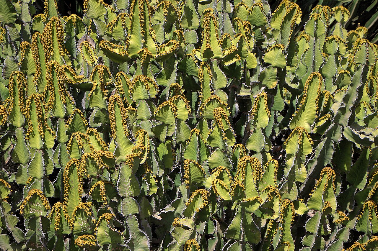 Euphorbia cooperi