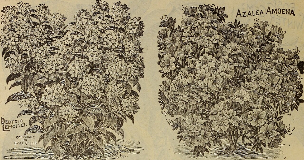 Deutzia lemoinei