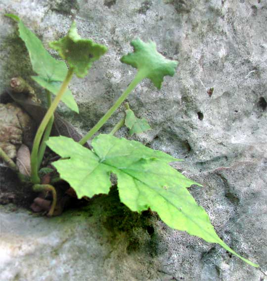 Dorstenia contrajerva