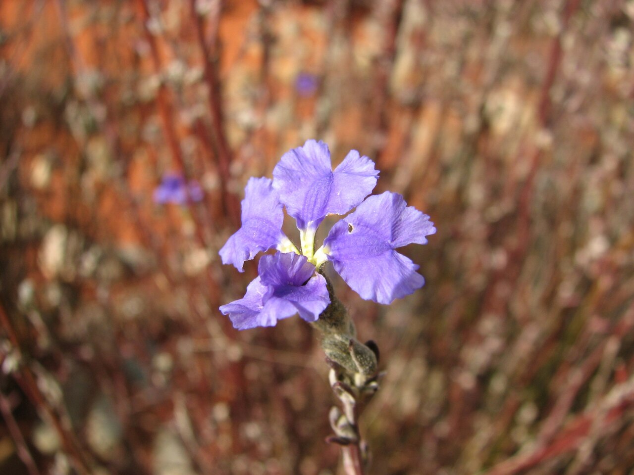 Dampiera dysantha