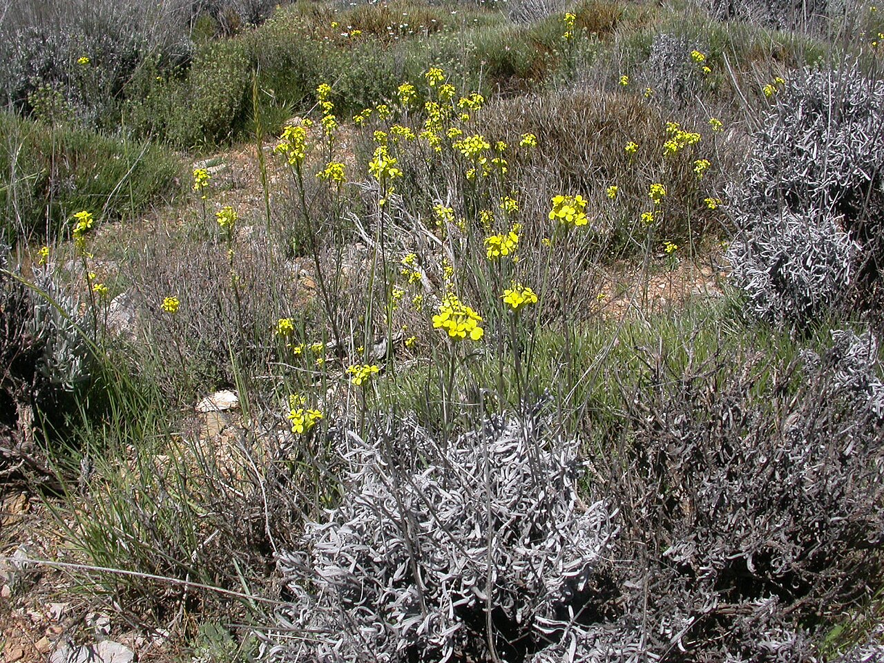Erysimum mediohispanicum