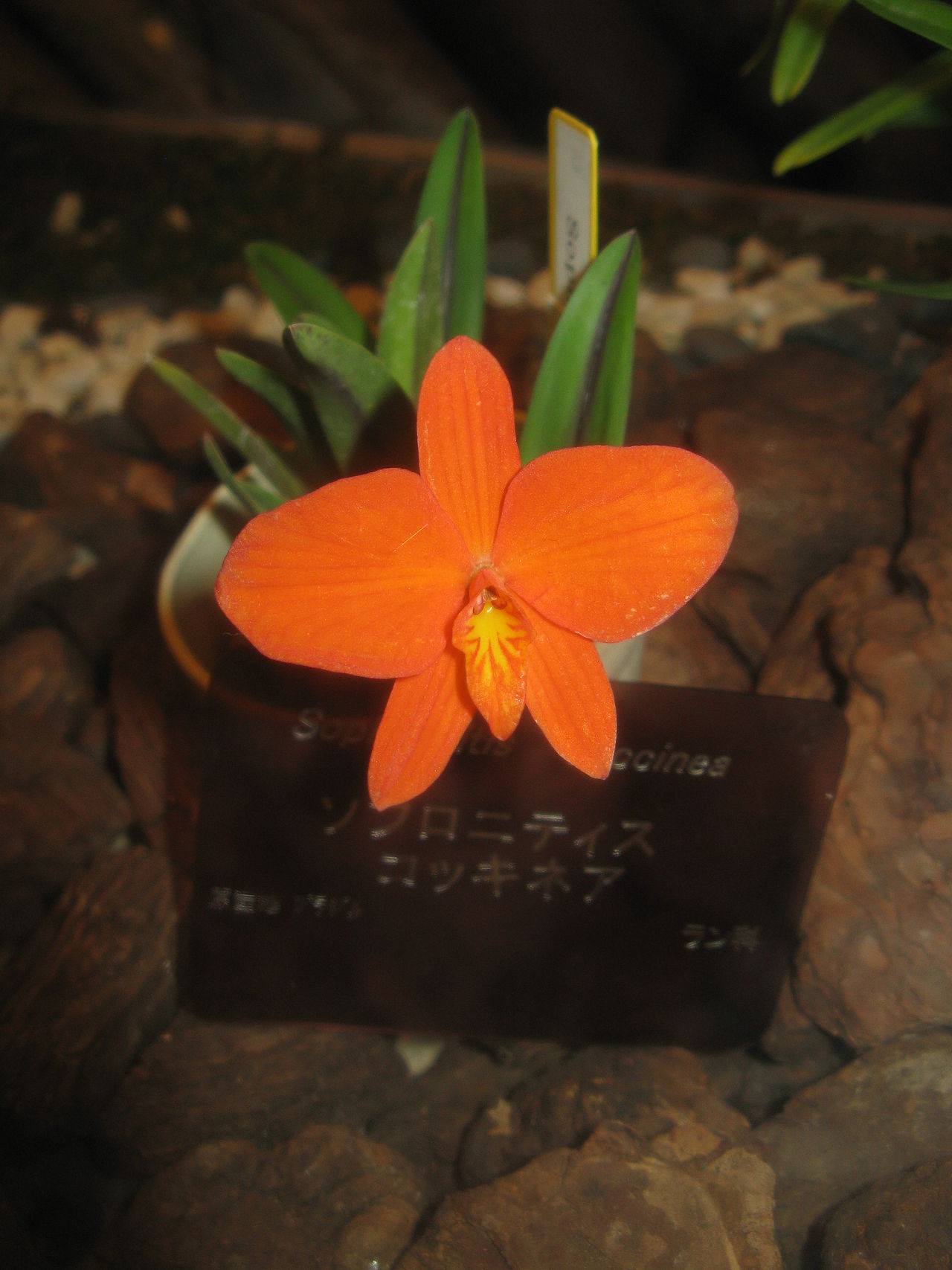 Sophronitis coccinea or Sophronitis gran