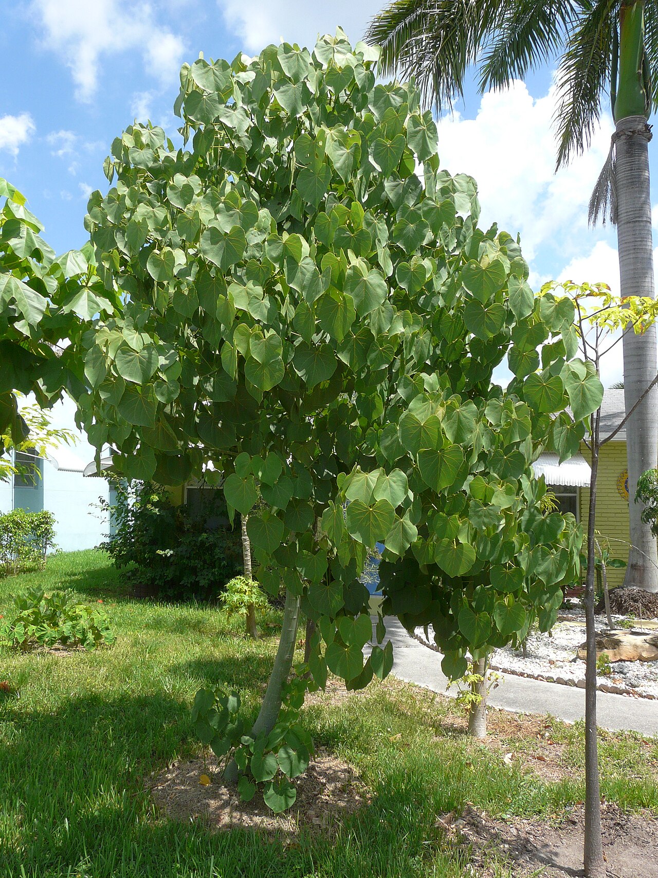Hildegardia populifolia
