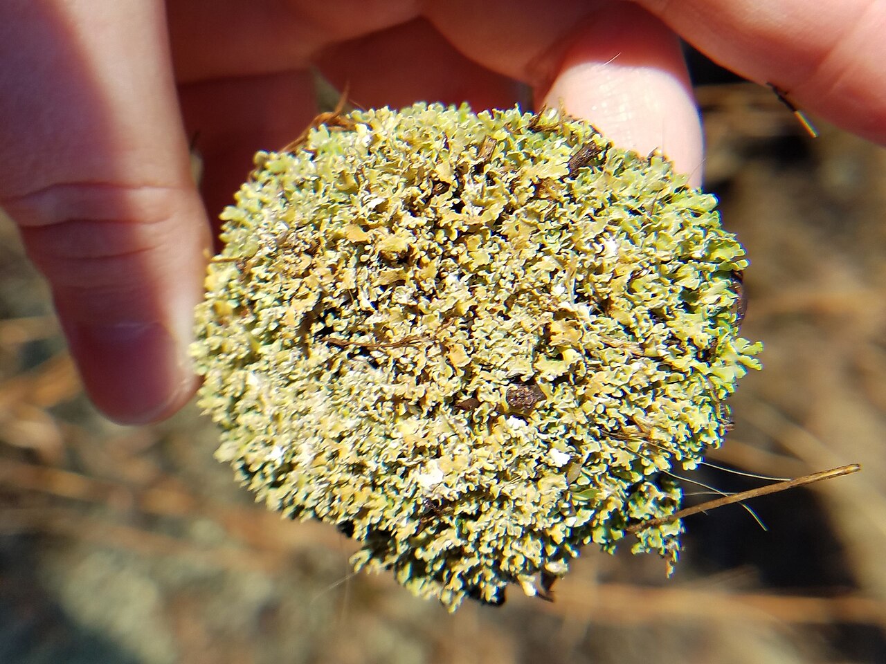 Cladonia strepsilis