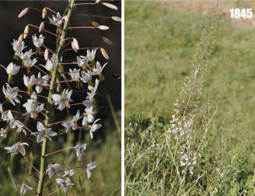 Eremurus bucharicus
