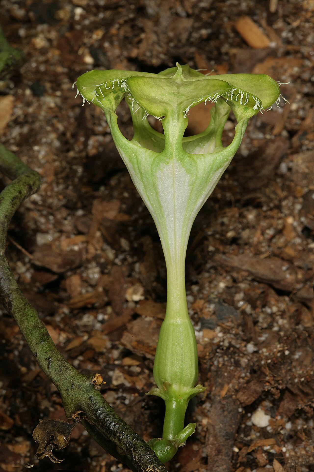 Ceropegia sandersonii