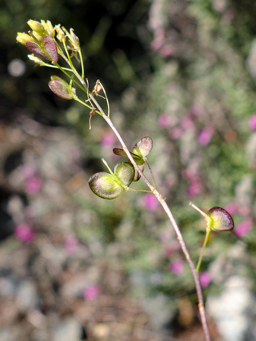 Biscutella rotgesii