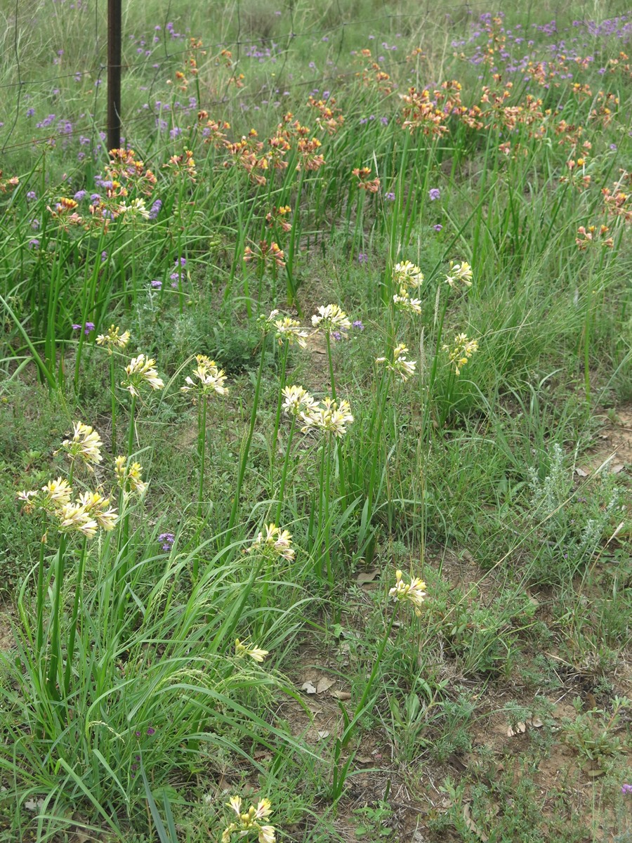 Calostemma purpureum