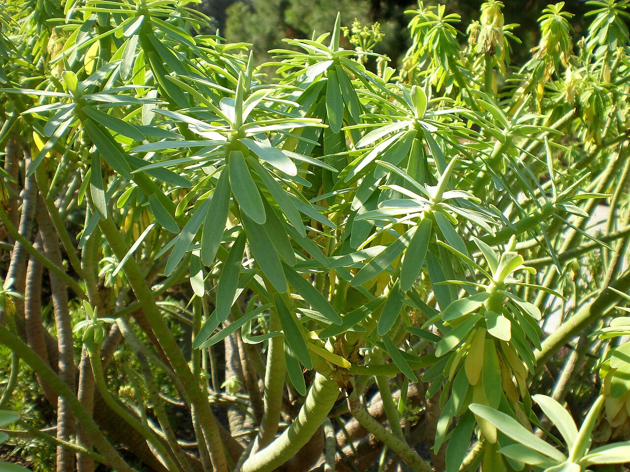 Euphorbia anachoreta