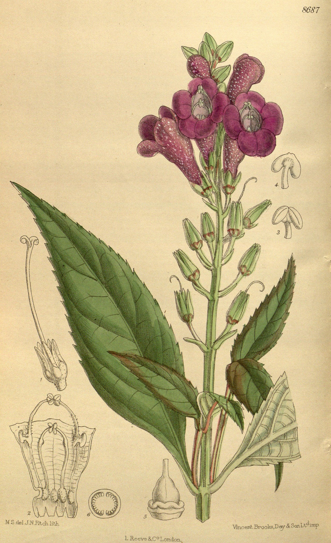 Artanema longifolium