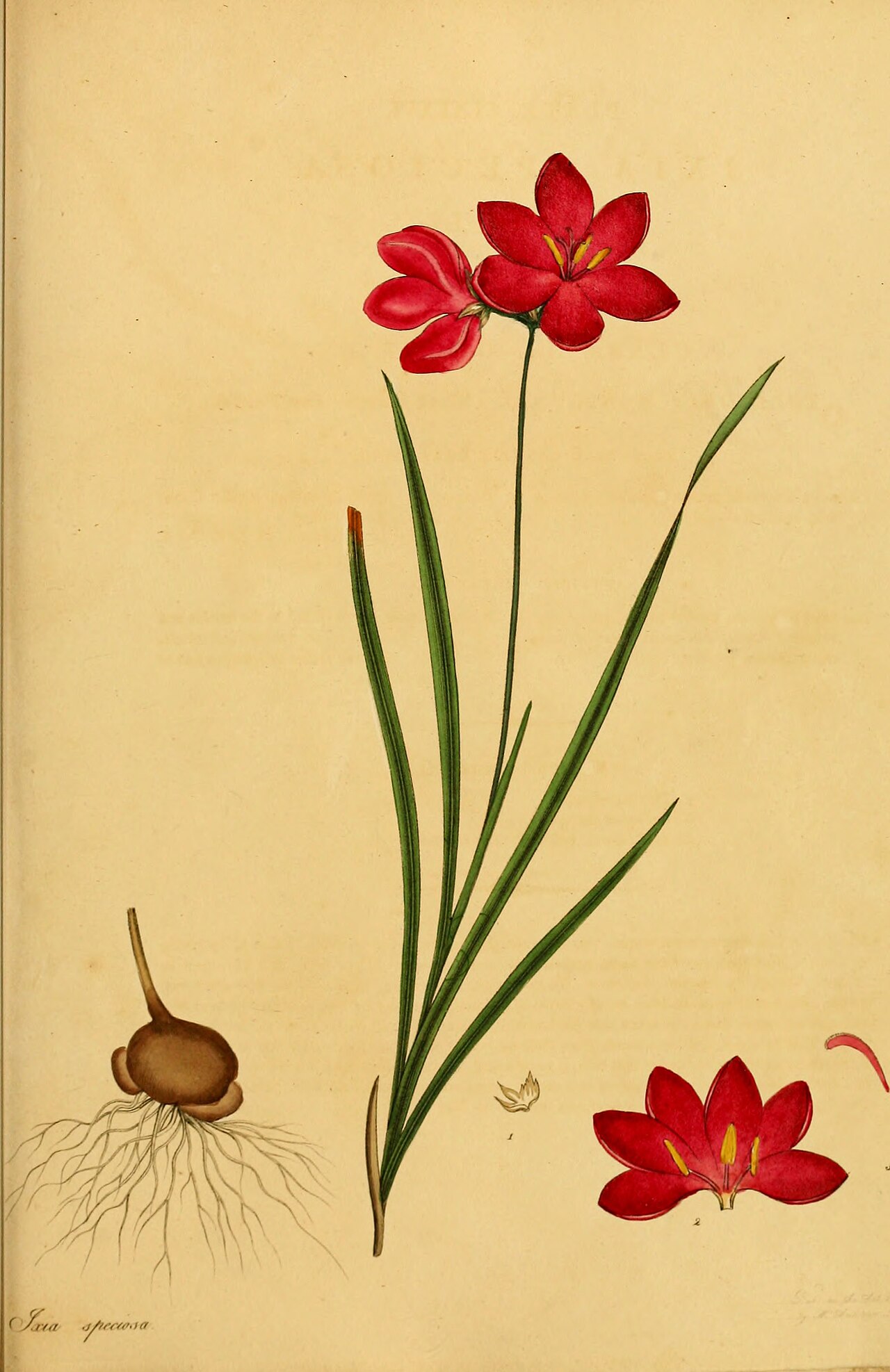 Ixia campanulata