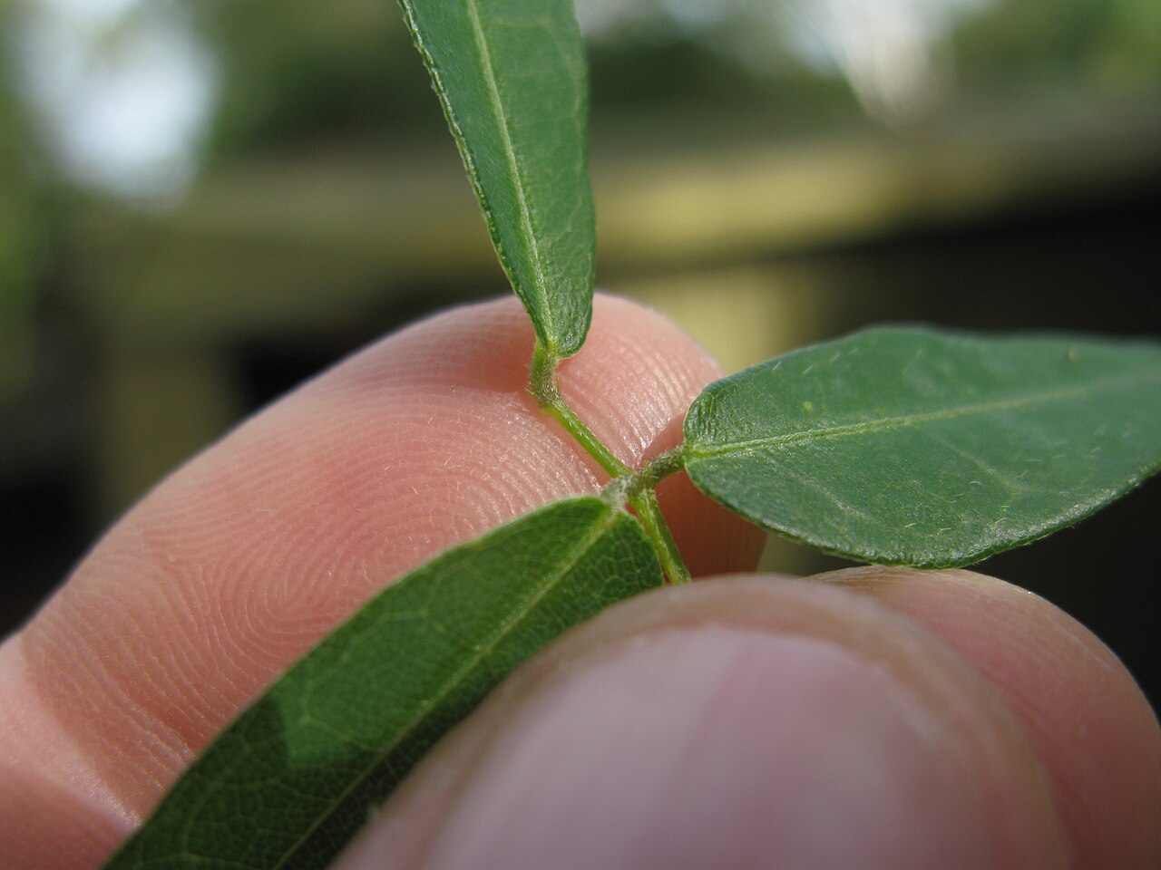 Glycine cyrtoloba