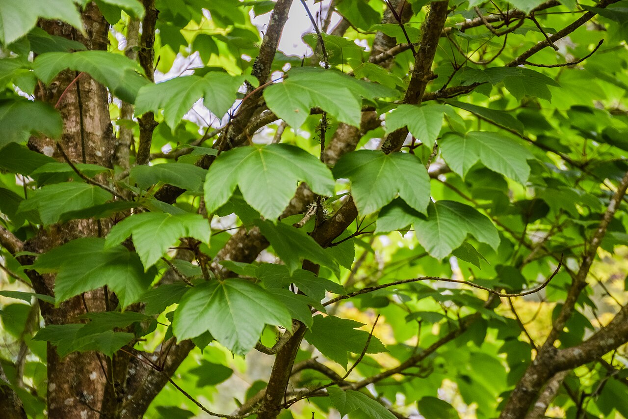 Acer franchetii