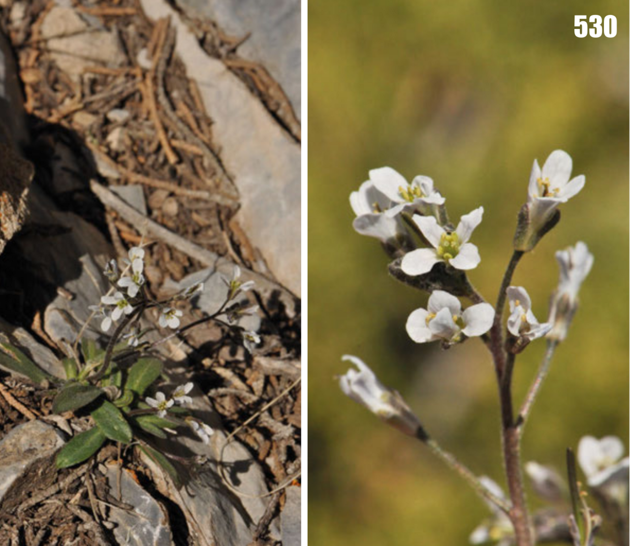 Arabis kokanika