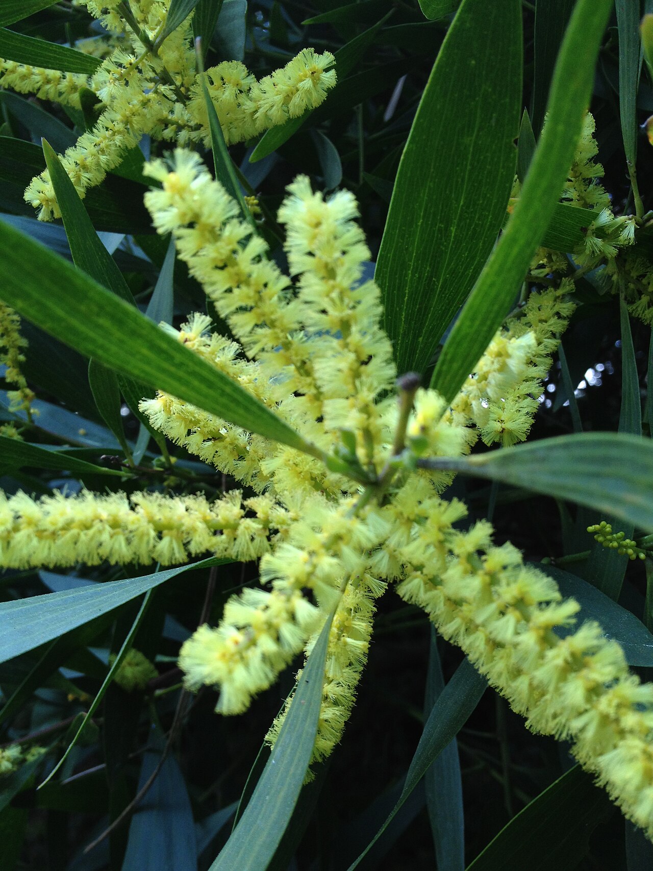 Acacia longifolia
