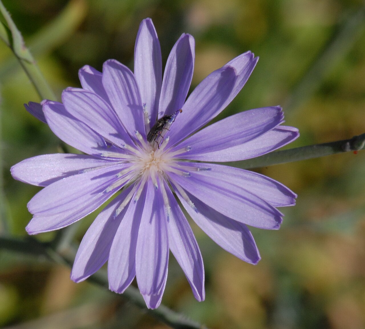 Lactuca tenerrima