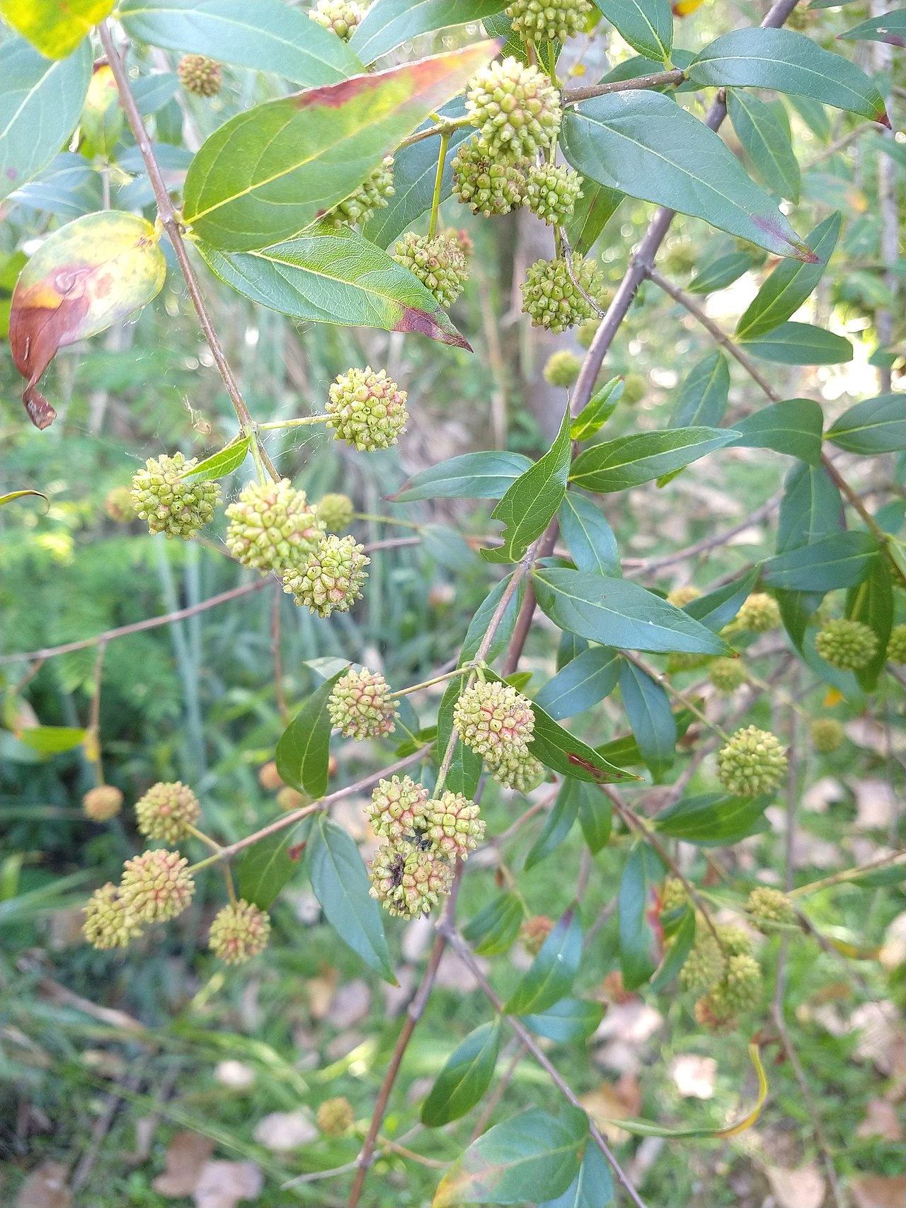 Cephalanthus