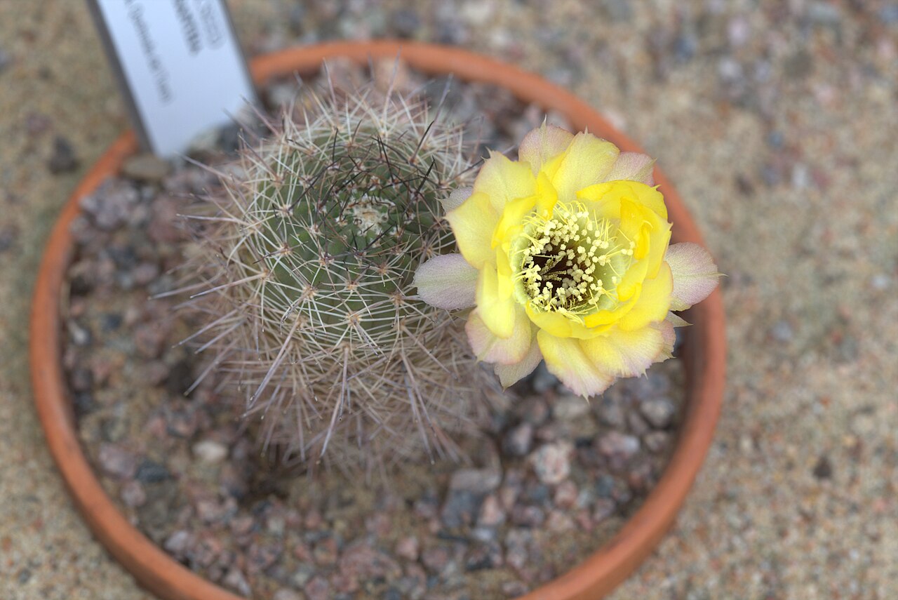 Echinopsis chrysantha