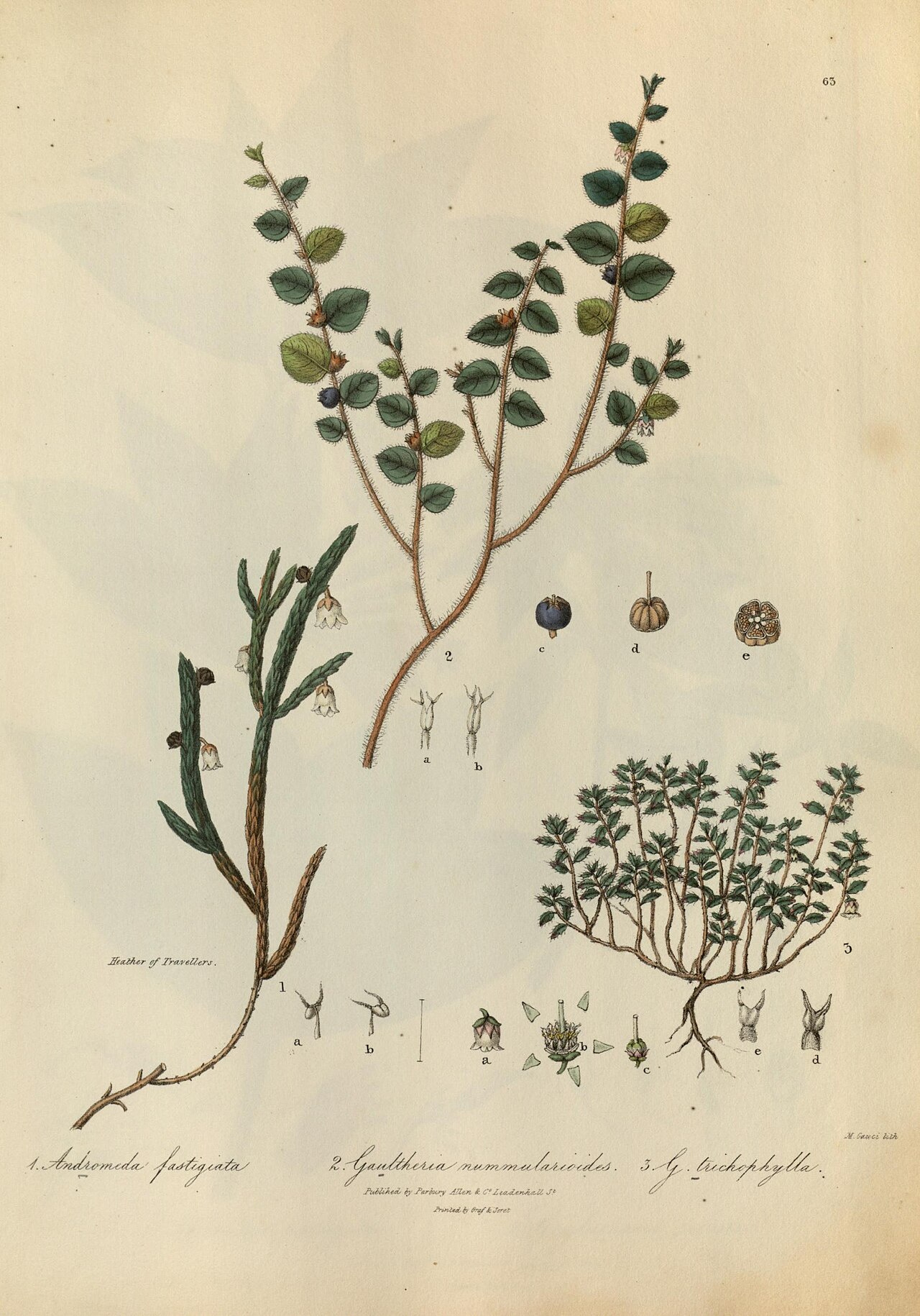 Gaultheria nummularioides