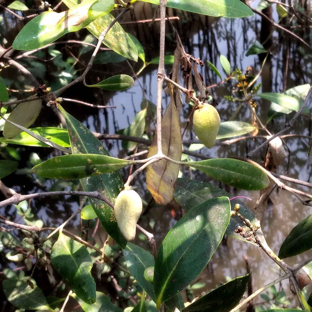 Avicennia alba
