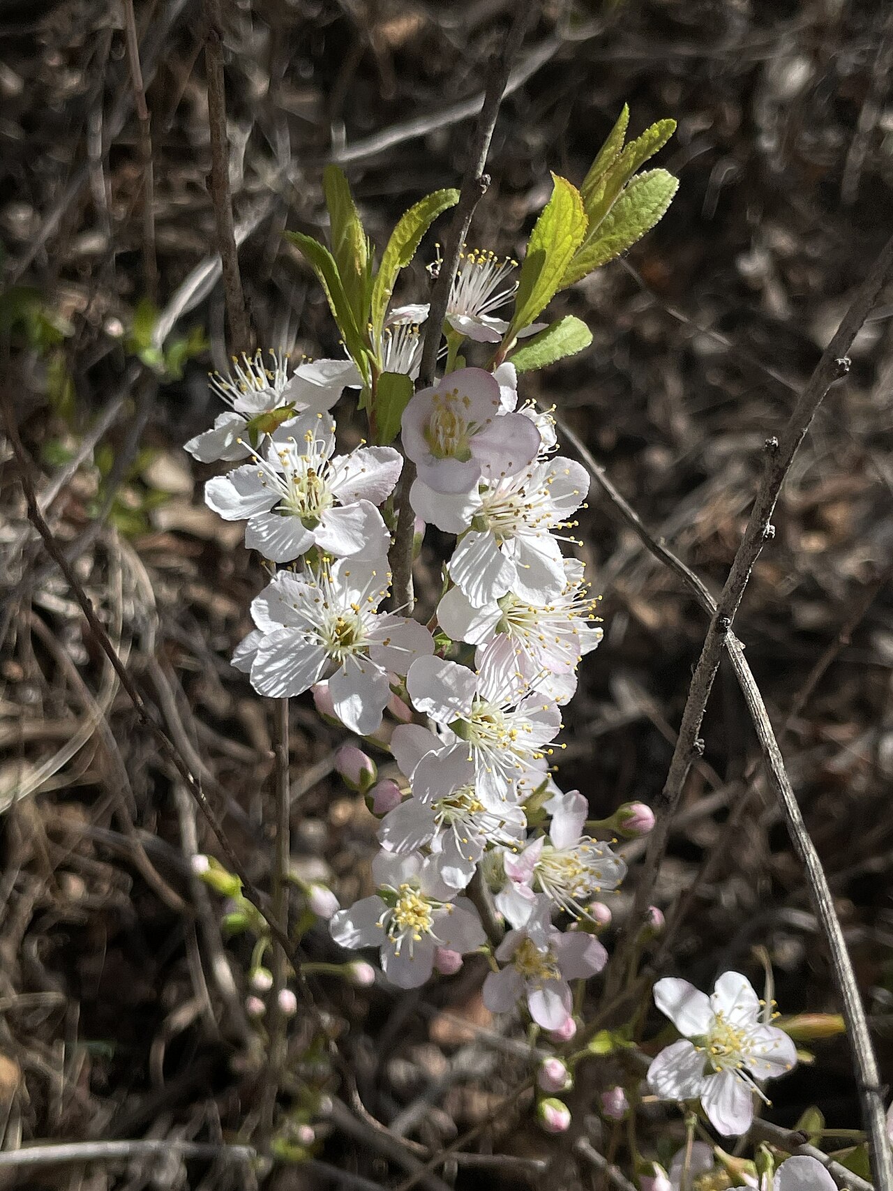 Prunus humilis