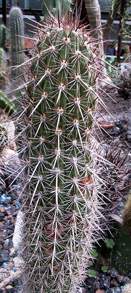 Haageocereus platinospinus