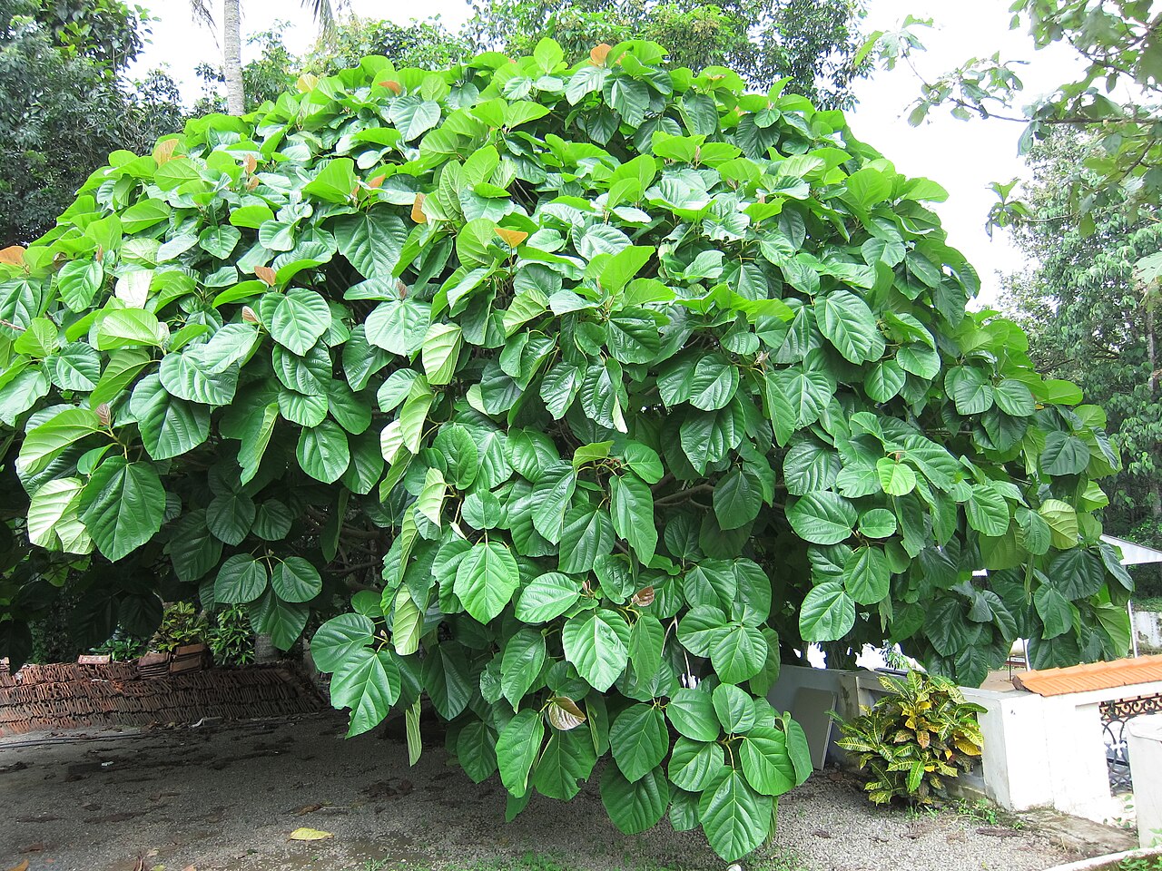 Ficus auriculata