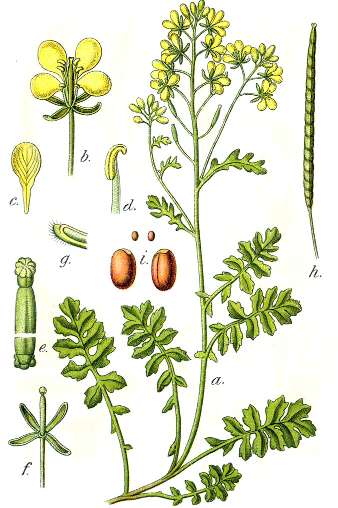Erucastrum nasturtiifolium