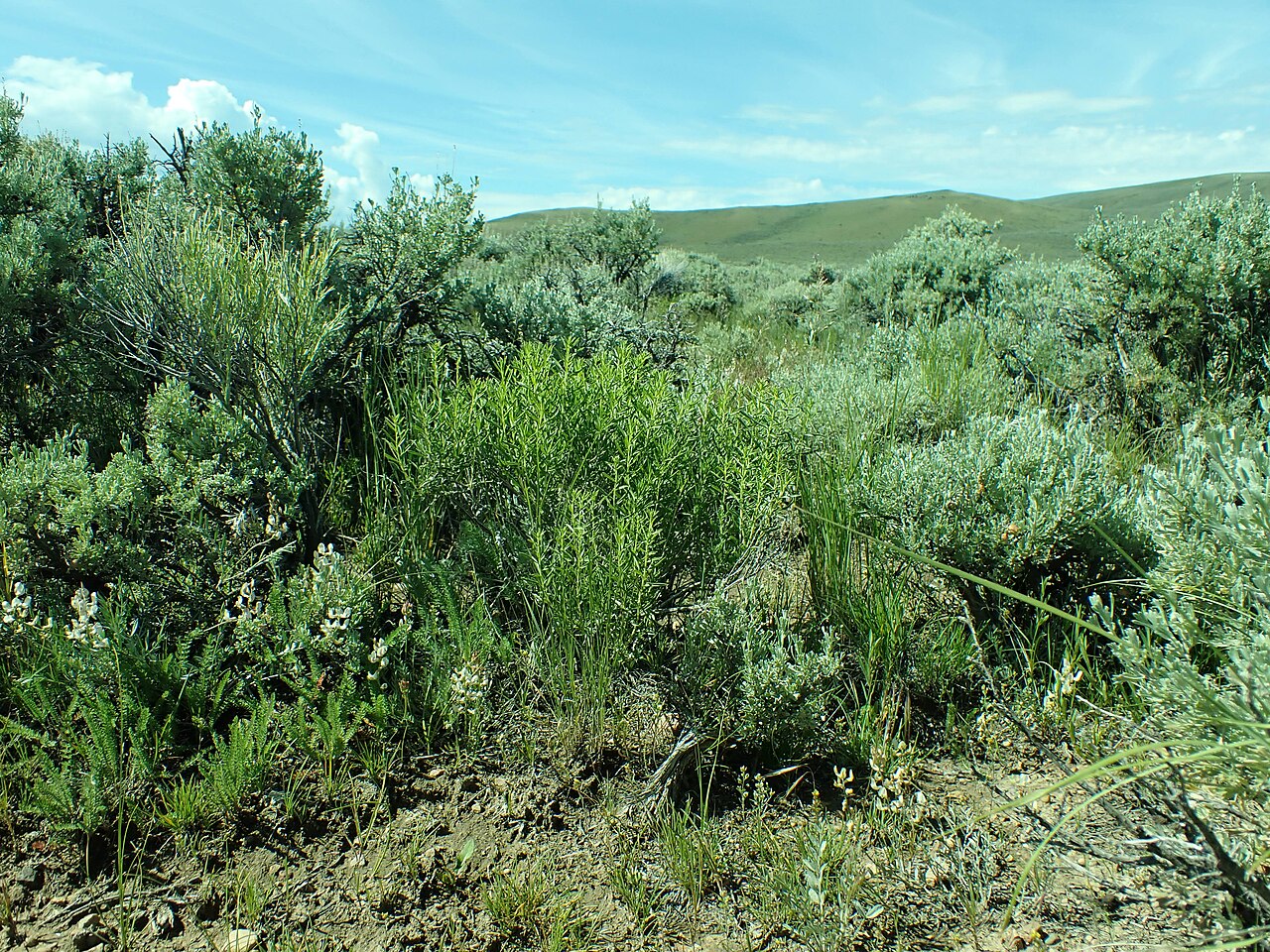 Chrysothamnus viscidiflorus