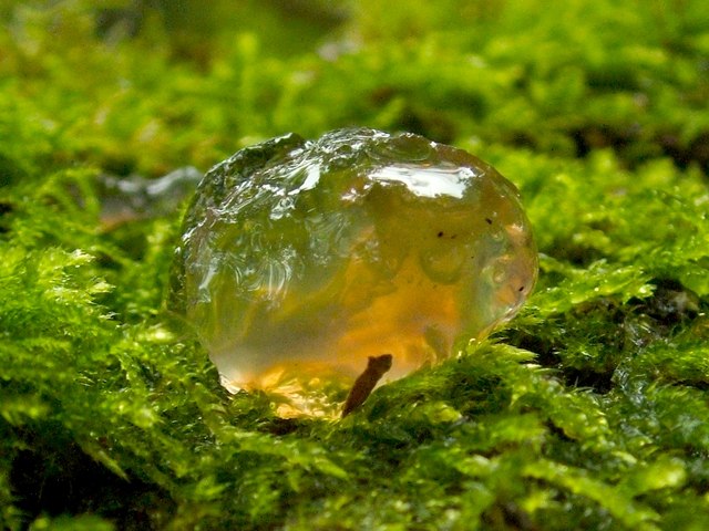 Exidia thuretiana