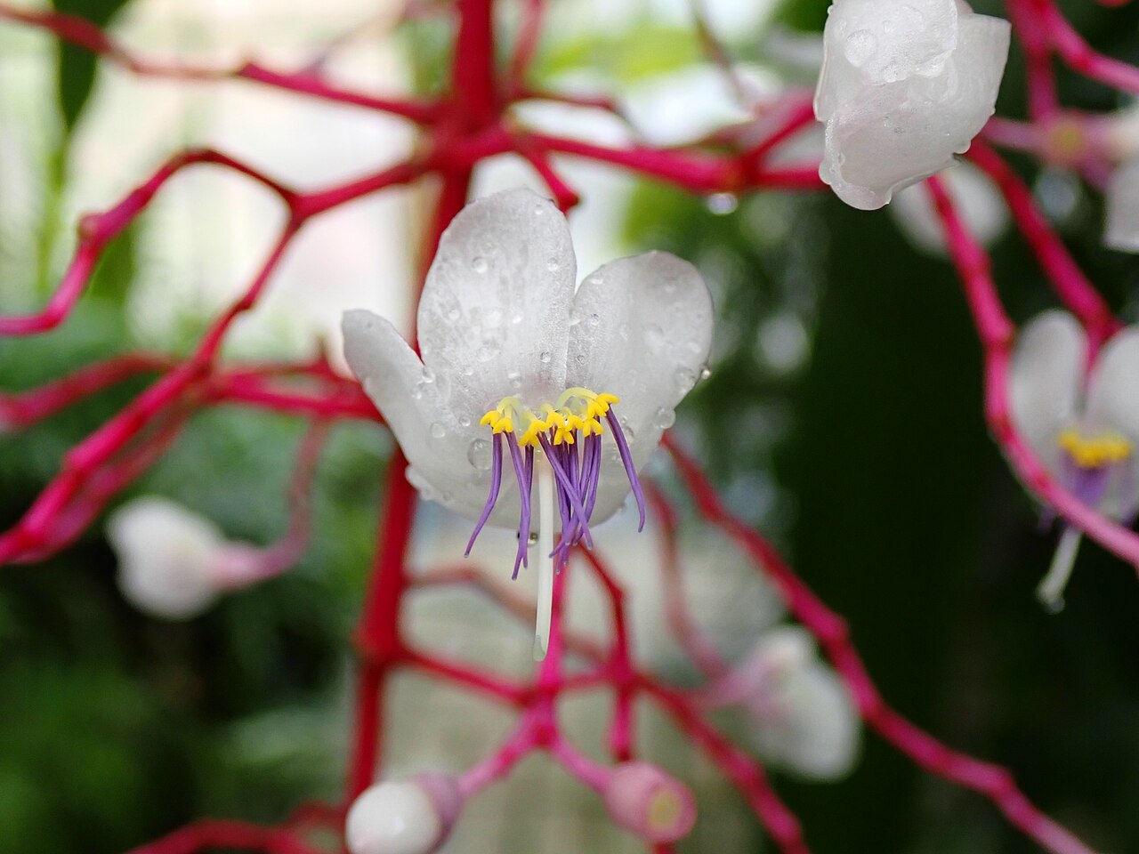 Medinilla crassata