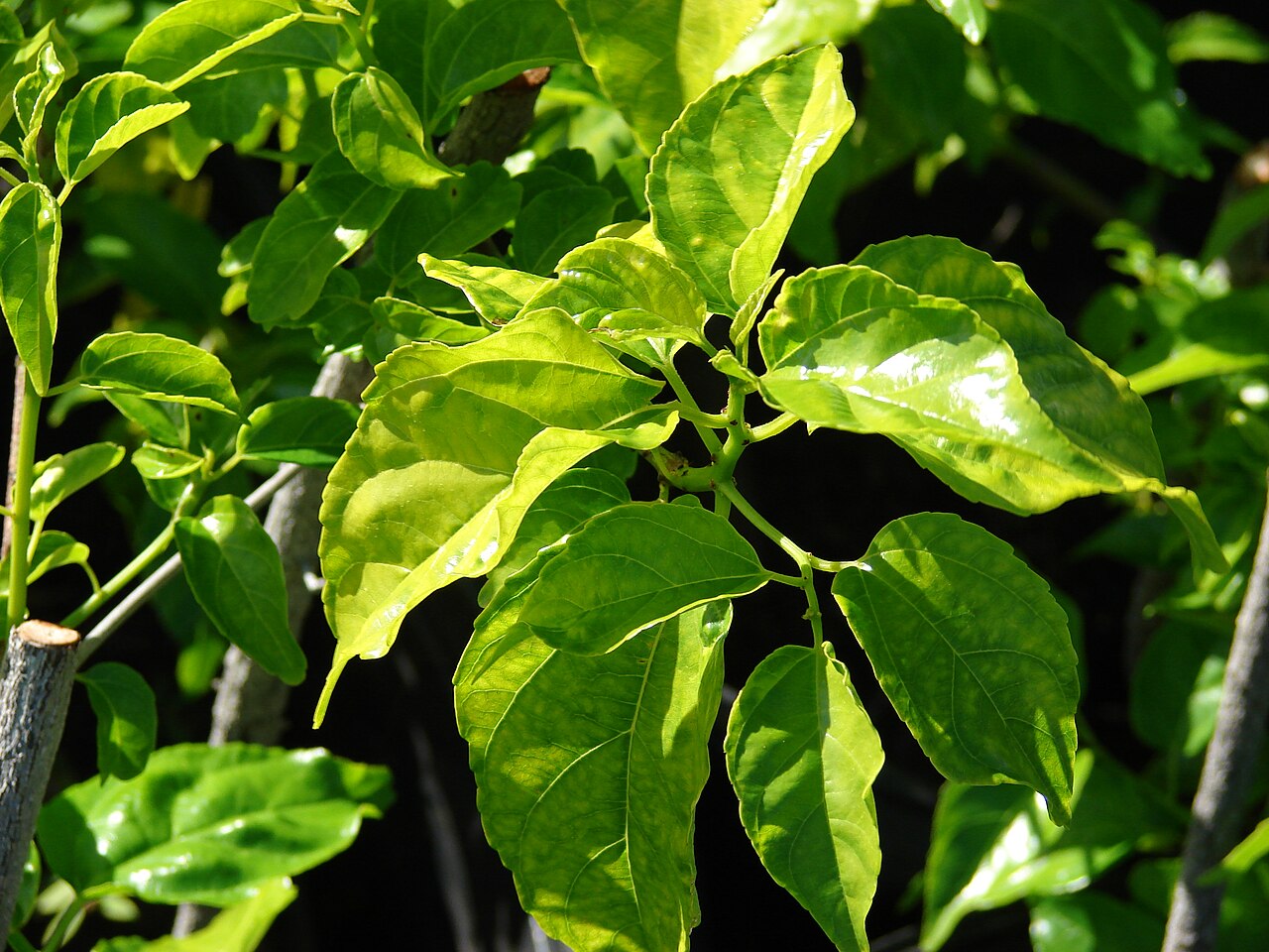 Colubrina asiatica