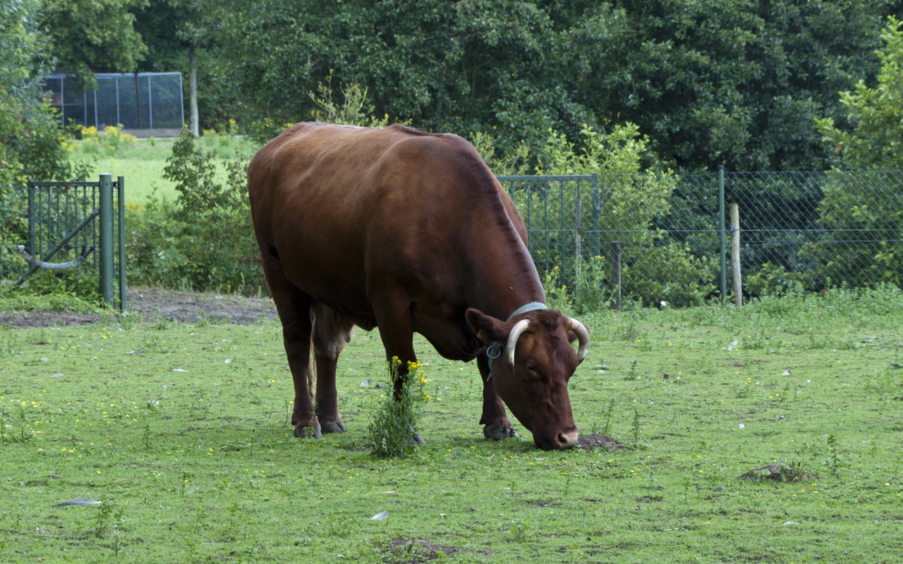 Belgian Red