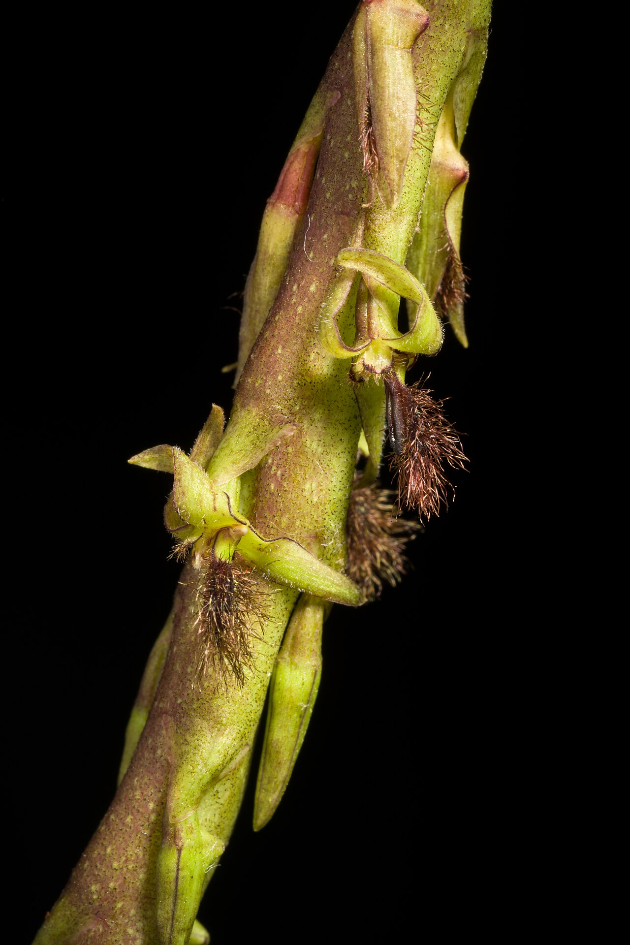 Bulbophyllum echinochilum