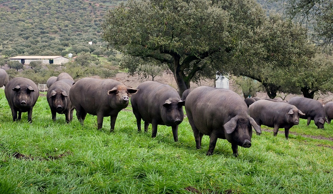 black Iberian pig