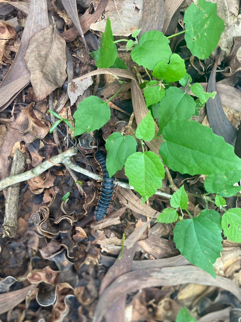Mallotus oppositifolius