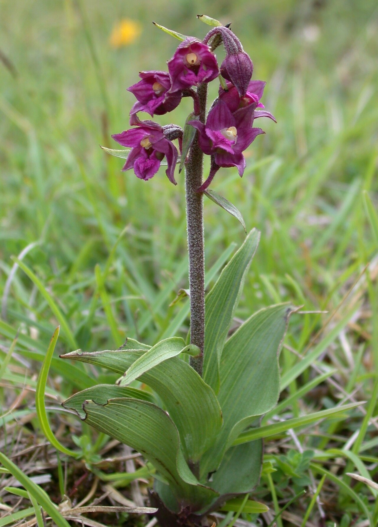 Epipactis atrorubens