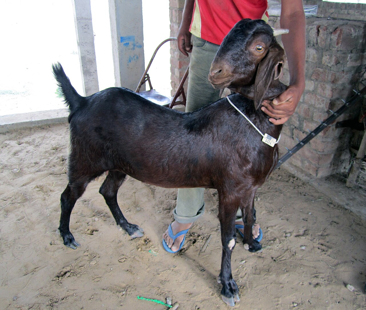 Sirohi goat