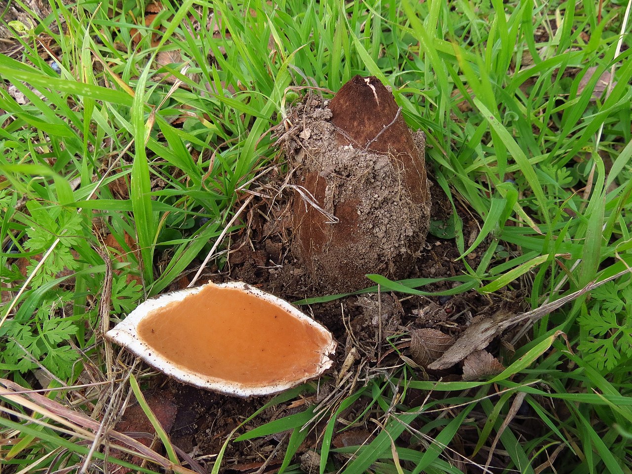 Chorioactis geaster