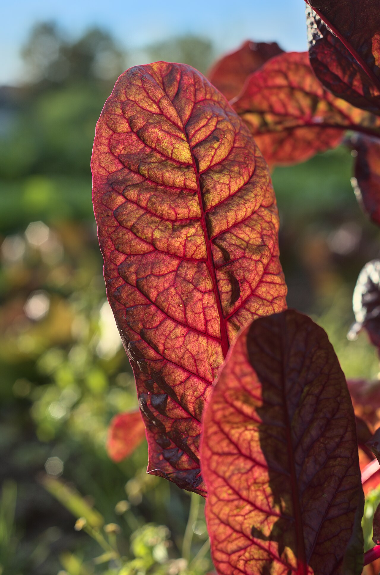 Beta vulgaris