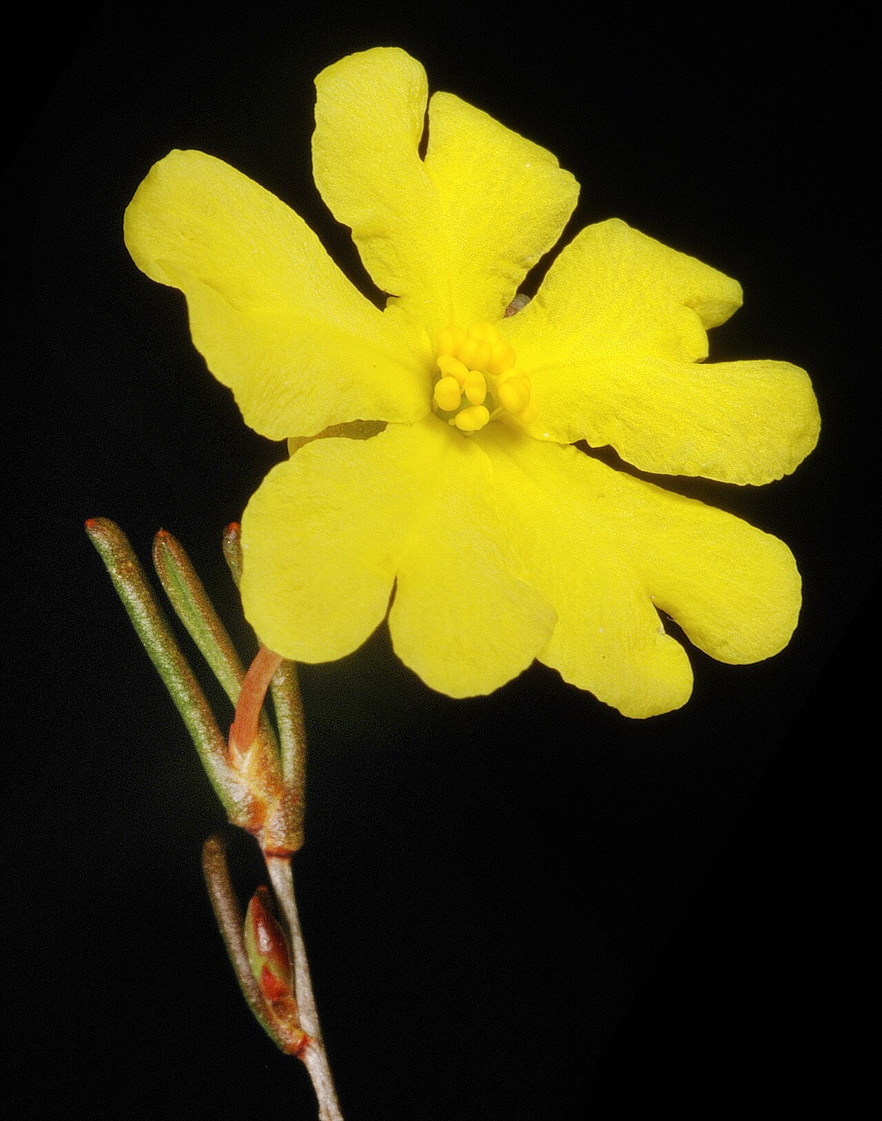Hibbertia leptopus