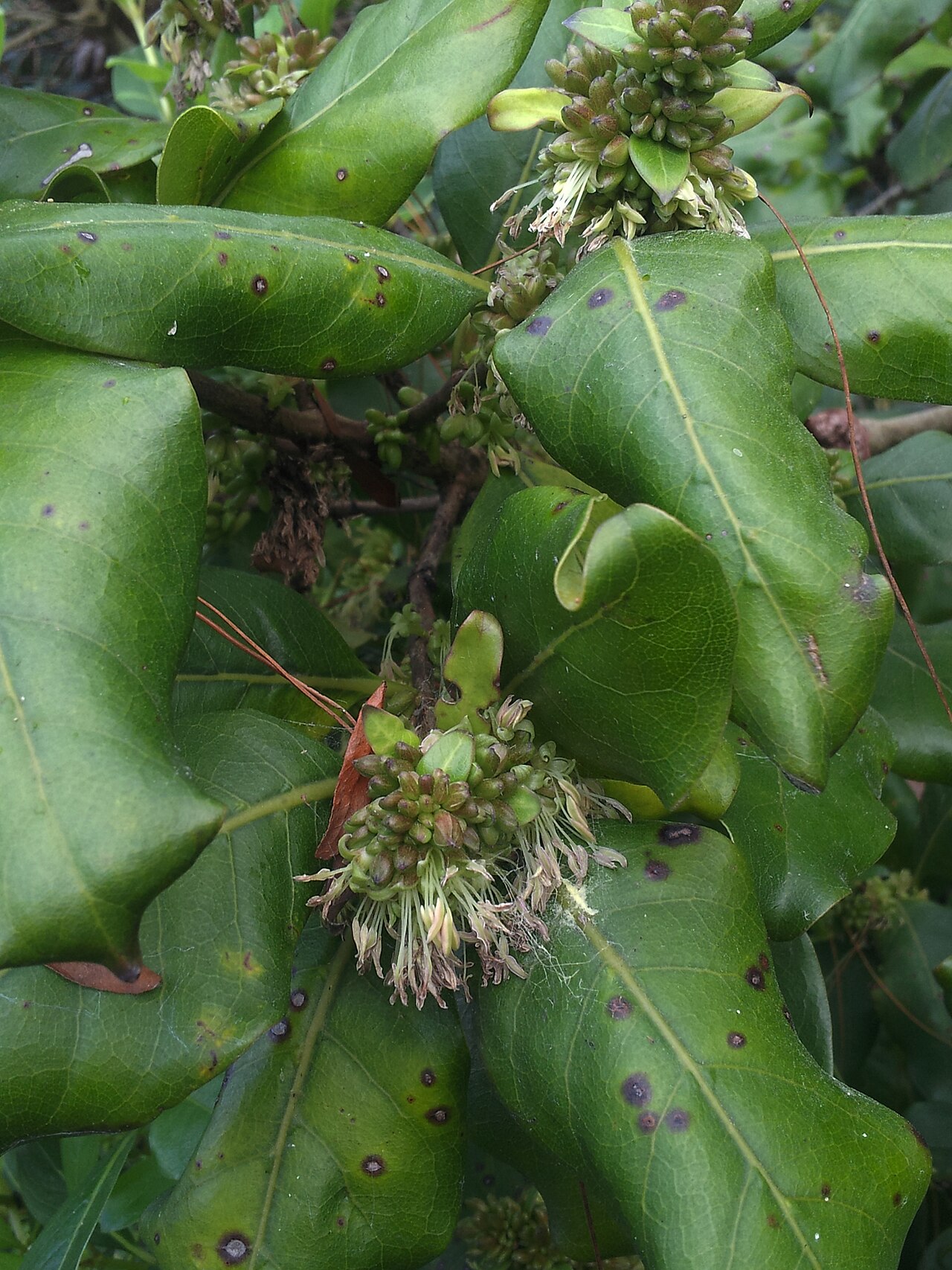 Coprosma macrocarpa
