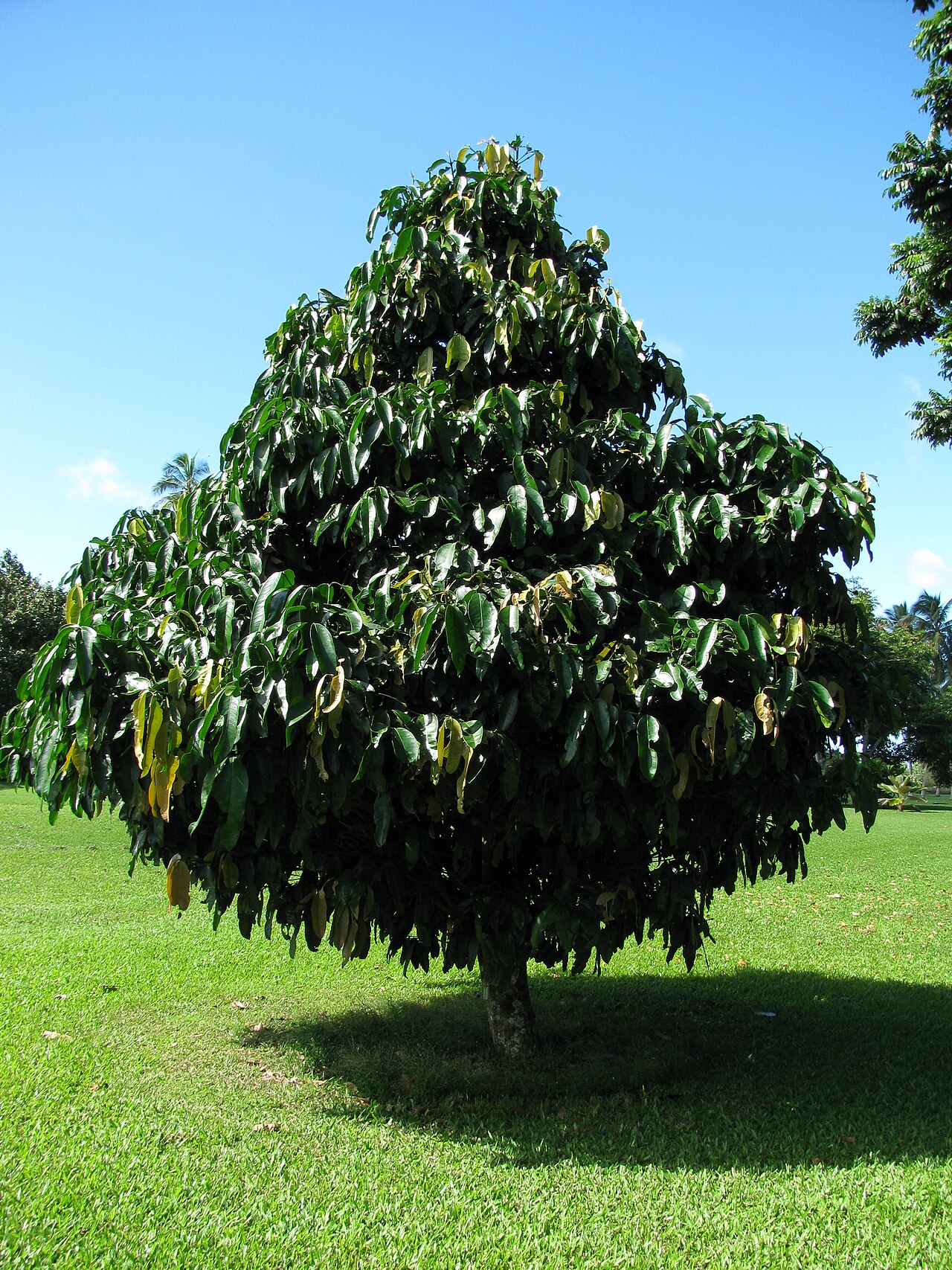 Garcinia xanthochymus