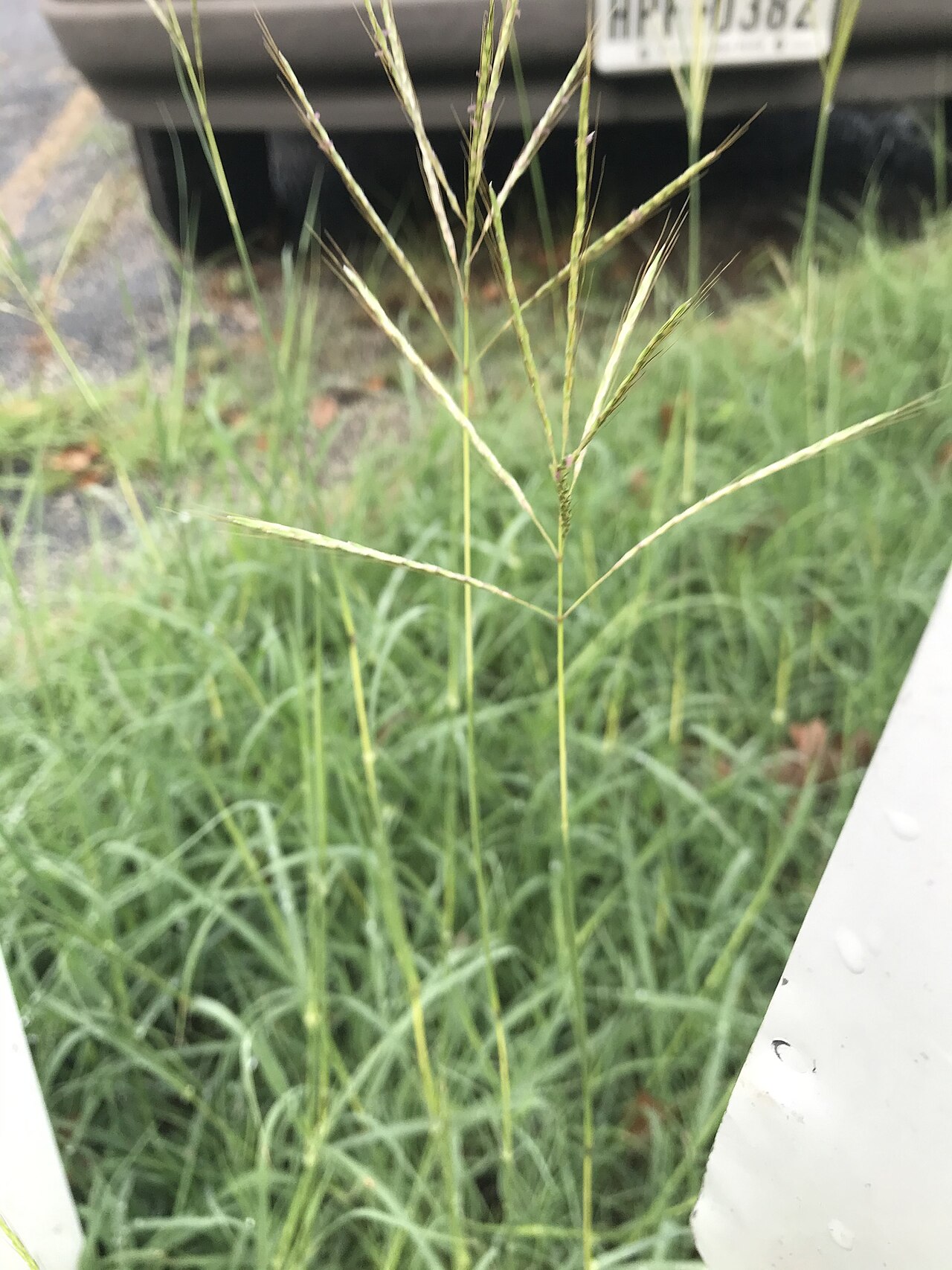 Bothriochloa ischaemum
