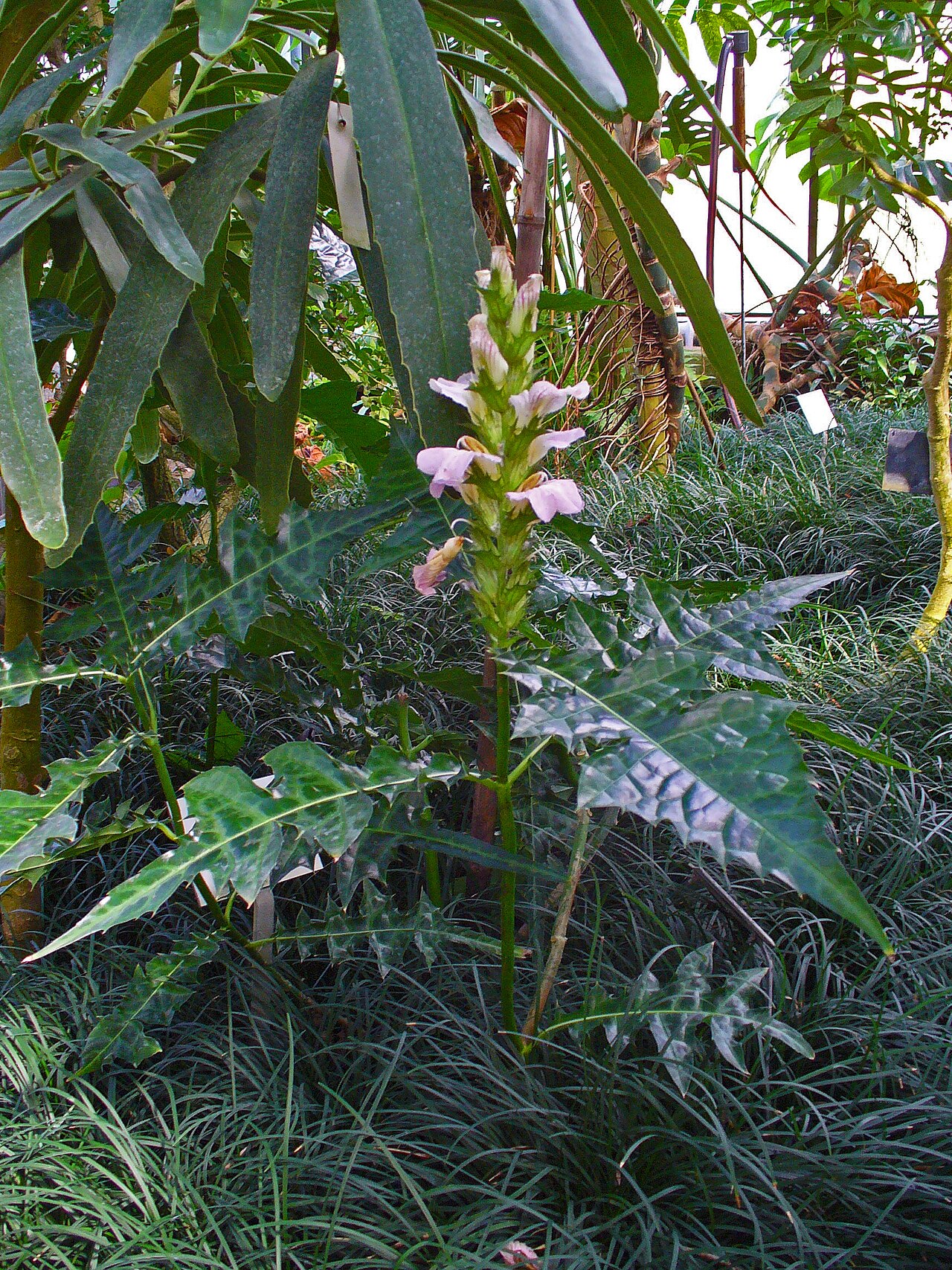 Acanthus montanus