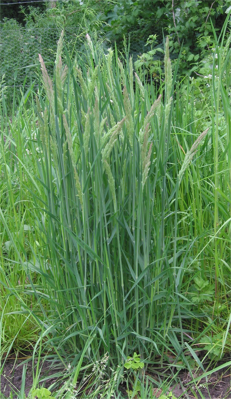Holcus lanatus