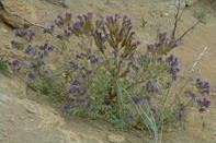 Phacelia formosula